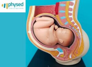 Modelo anatómico de embarazo utilizado en Clínica Physed para fisioterapia y ejercicios de Kegel.