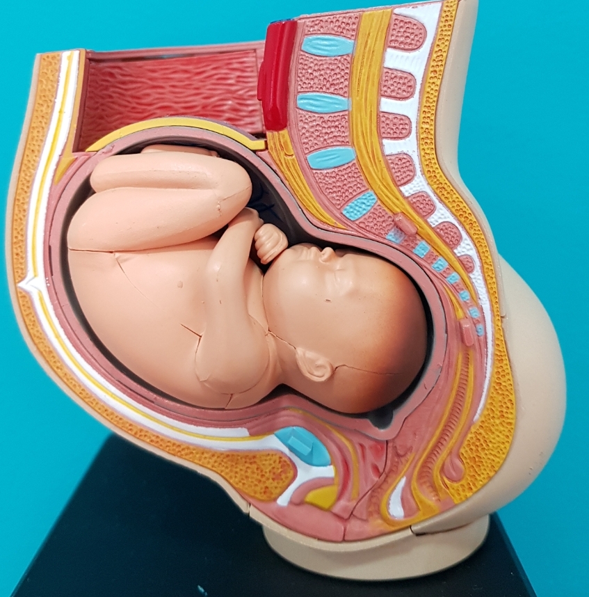 Ejercicios de Kegel durante el embarazo